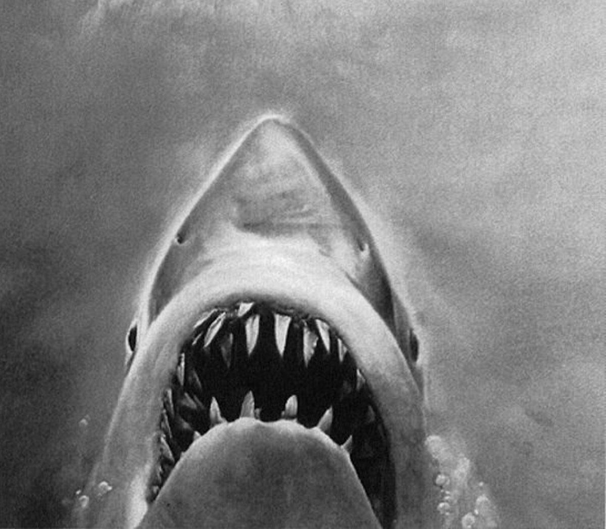 The main antagonist of the Jaws franchise, Bruce, swims toward the ocean surface on the 1975 Jaws book cover.
Photo courtesy of WikimediaCommons